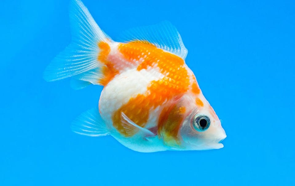 Ý nghĩa giấc mơ thấy cá vàng? Con số lô đề may mắn từ giấc mơ thấy cá vàng là gì?