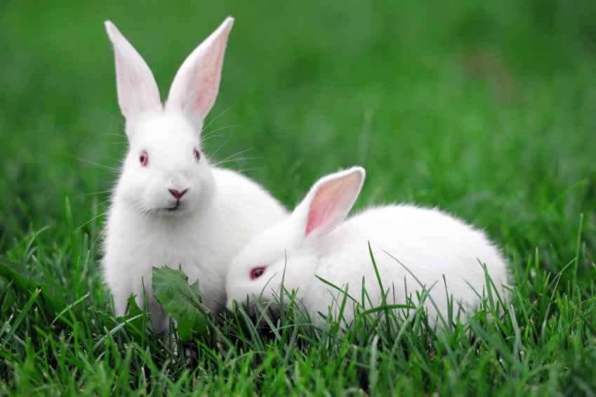 Nằm mơ thấy thỏ tốt hay xấu? Mơ thấy con thỏ là số mấy?