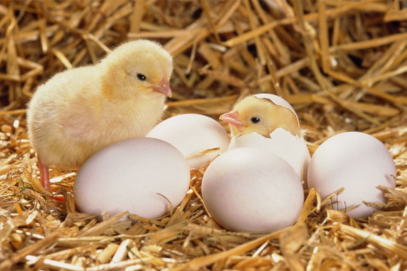 Mơ thấy trứng gà đánh con gì? Giải mã giấc mơ thấy trứng gà?