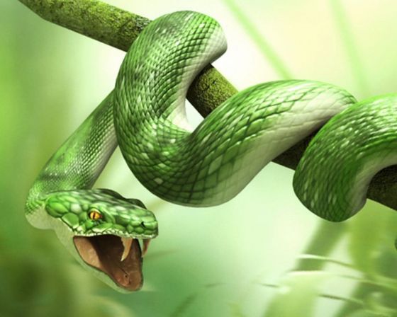 Chiêm bao thấy rắn trong giấc mơ mang điềm báo gì? Mơ thấy rắn đánh con gì giúp anh em vào bờ thành công?